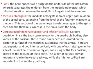 • Pons: the pons appears as a bulge on the underside of the brainstem
where it separates the midbrain from the medulla oblongata, which
relay information between the medulla oblongata and the cerebrum.
• Medulla oblongata: the medulla oblongata is an enlarged continuation
of the spinal cord, extending from the level of the foramen magnum to
the pons. This section of the brain helps transfer messages to the spinal
cord and the thalamus, which is in the brain, from the body.
• Corpora quadrigemina (superior and inferior colliculi): Corpora
quadrigemina is the Latin terminology for the quadruple bodies, also
known as the colliculi. These round eminences are located on the
posterior surface of the midbrain, just below the thalamus. There are
two superior and two inferior colliculi, with one of each sitting on either
side of the midline. The entire region, consisting of the four colliculi, is
known as the tectum, or tecta plate. The superior colliculi play an
important role in the visual pathway, while the inferior colliculi are
important in the auditory pathway.
 
