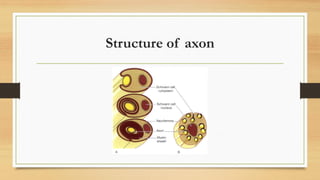 Nervous system | PDF