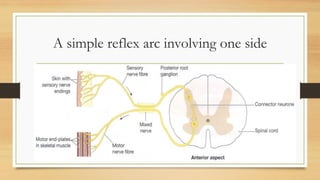 Nervous system | PDF