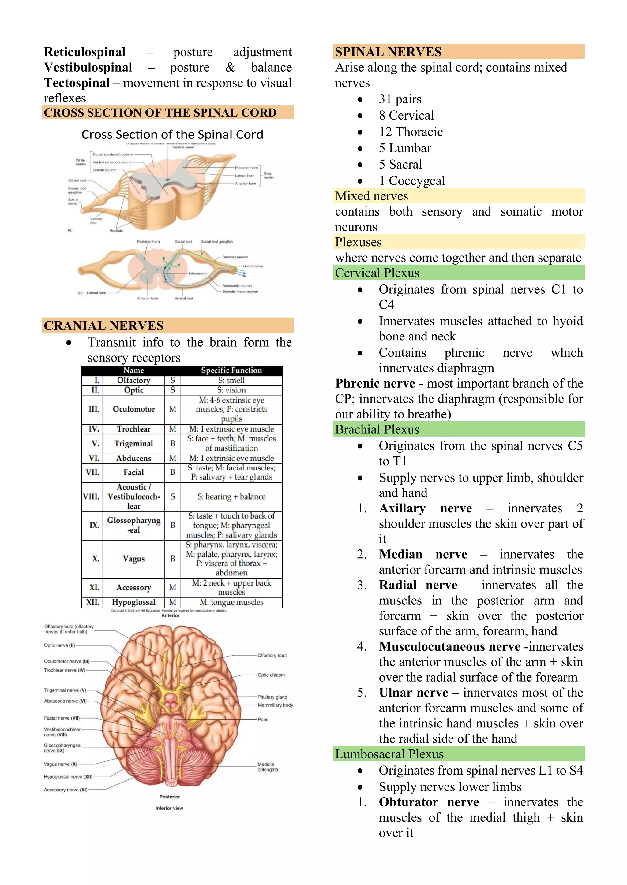 Reticulospinal – posture adjustment
Vestibulospinal – posture & balance
Tectospinal – movement in response to visual
reflexes
CROSS SECTION OF THE SPINAL CORD
CRANIAL NERVES
• Transmit info to the brain form the
sensory receptors
SPINAL NERVES
Arise along the spinal cord; contains mixed
nerves
• 31 pairs
• 8 Cervical
• 12 Thoracic
• 5 Lumbar
• 5 Sacral
• 1 Coccygeal
Mixed nerves
contains both sensory and somatic motor
neurons
Plexuses
where nerves come together and then separate
Cervical Plexus
• Originates from spinal nerves C1 to
C4
• Innervates muscles attached to hyoid
bone and neck
• Contains phrenic nerve which
innervates diaphragm
Phrenic nerve - most important branch of the
CP; innervates the diaphragm (responsible for
our ability to breathe)
Brachial Plexus
• Originates from the spinal nerves C5
to T1
• Supply nerves to upper limb, shoulder
and hand
1. Axillary nerve – innervates 2
shoulder muscles the skin over part of
it
2. Median nerve – innervates the
anterior forearm and intrinsic muscles
3. Radial nerve – innervates all the
muscles in the posterior arm and
forearm + skin over the posterior
surface of the arm, forearm, hand
4. Musculocutaneous nerve -innervates
the anterior muscles of the arm + skin
over the radial surface of the forearm
5. Ulnar nerve – innervates most of the
anterior forearm muscles and some of
the intrinsic hand muscles + skin over
the radial side of the hand
Lumbosacral Plexus
• Originates from spinal nerves L1 to S4
• Supply nerves lower limbs
1. Obturator nerve – innervates the
muscles of the medial thigh + skin
over it
 