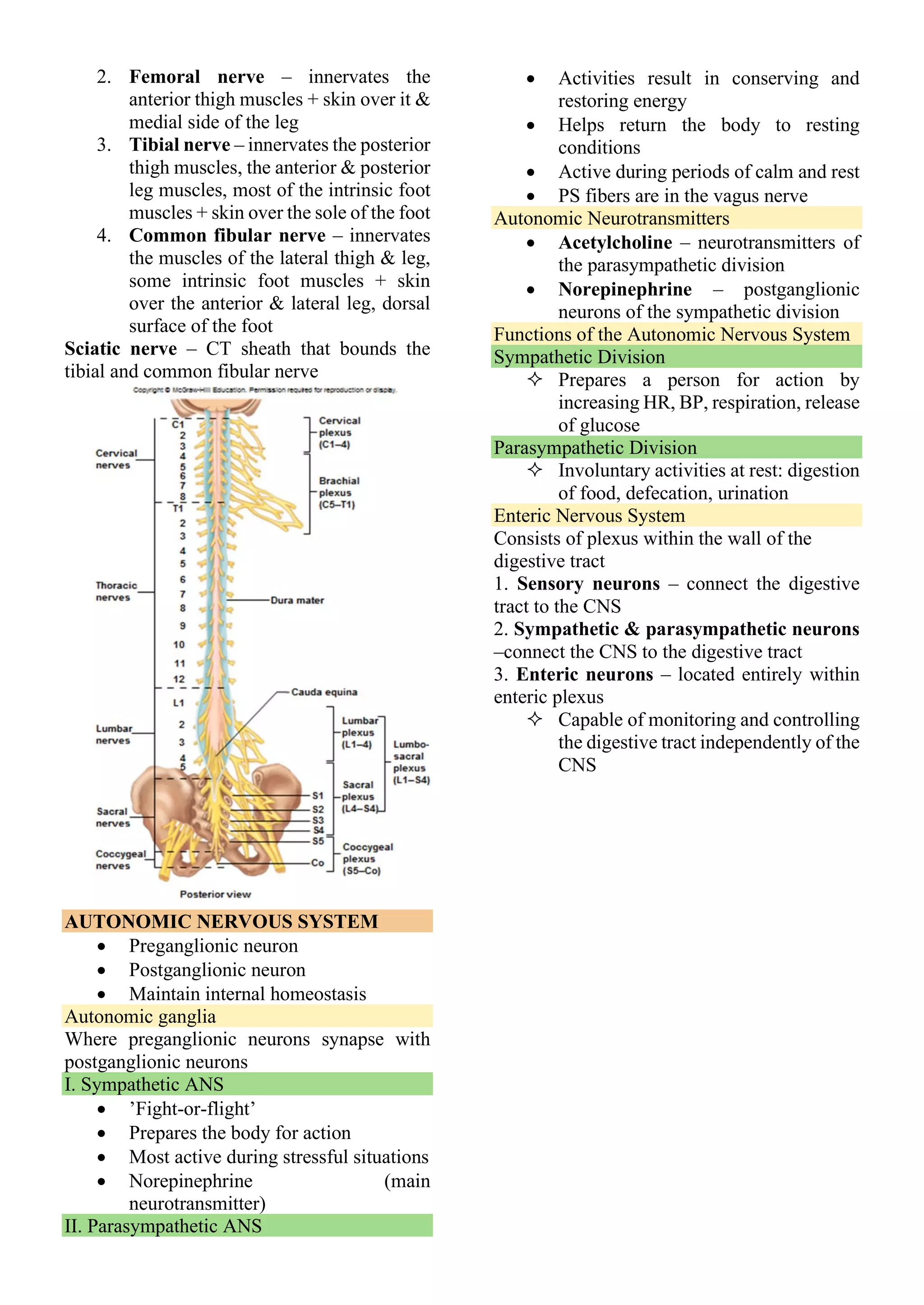 2. Femoral nerve – innervates the
anterior thigh muscles + skin over it &
medial side of the leg
3. Tibial nerve – innervates the posterior
thigh muscles, the anterior & posterior
leg muscles, most of the intrinsic foot
muscles + skin over the sole of the foot
4. Common fibular nerve – innervates
the muscles of the lateral thigh & leg,
some intrinsic foot muscles + skin
over the anterior & lateral leg, dorsal
surface of the foot
Sciatic nerve – CT sheath that bounds the
tibial and common fibular nerve
AUTONOMIC NERVOUS SYSTEM
• Preganglionic neuron
• Postganglionic neuron
• Maintain internal homeostasis
Autonomic ganglia
Where preganglionic neurons synapse with
postganglionic neurons
I. Sympathetic ANS
• ’Fight-or-flight’
• Prepares the body for action
• Most active during stressful situations
• Norepinephrine (main
neurotransmitter)
II. Parasympathetic ANS
• Activities result in conserving and
restoring energy
• Helps return the body to resting
conditions
• Active during periods of calm and rest
• PS fibers are in the vagus nerve
Autonomic Neurotransmitters
• Acetylcholine – neurotransmitters of
the parasympathetic division
• Norepinephrine – postganglionic
neurons of the sympathetic division
Functions of the Autonomic Nervous System
Sympathetic Division
 Prepares a person for action by
increasing HR, BP, respiration, release
of glucose
Parasympathetic Division
 Involuntary activities at rest: digestion
of food, defecation, urination
Enteric Nervous System
Consists of plexus within the wall of the
digestive tract
1. Sensory neurons – connect the digestive
tract to the CNS
2. Sympathetic & parasympathetic neurons
–connect the CNS to the digestive tract
3. Enteric neurons – located entirely within
enteric plexus
 Capable of monitoring and controlling
the digestive tract independently of the
CNS
 