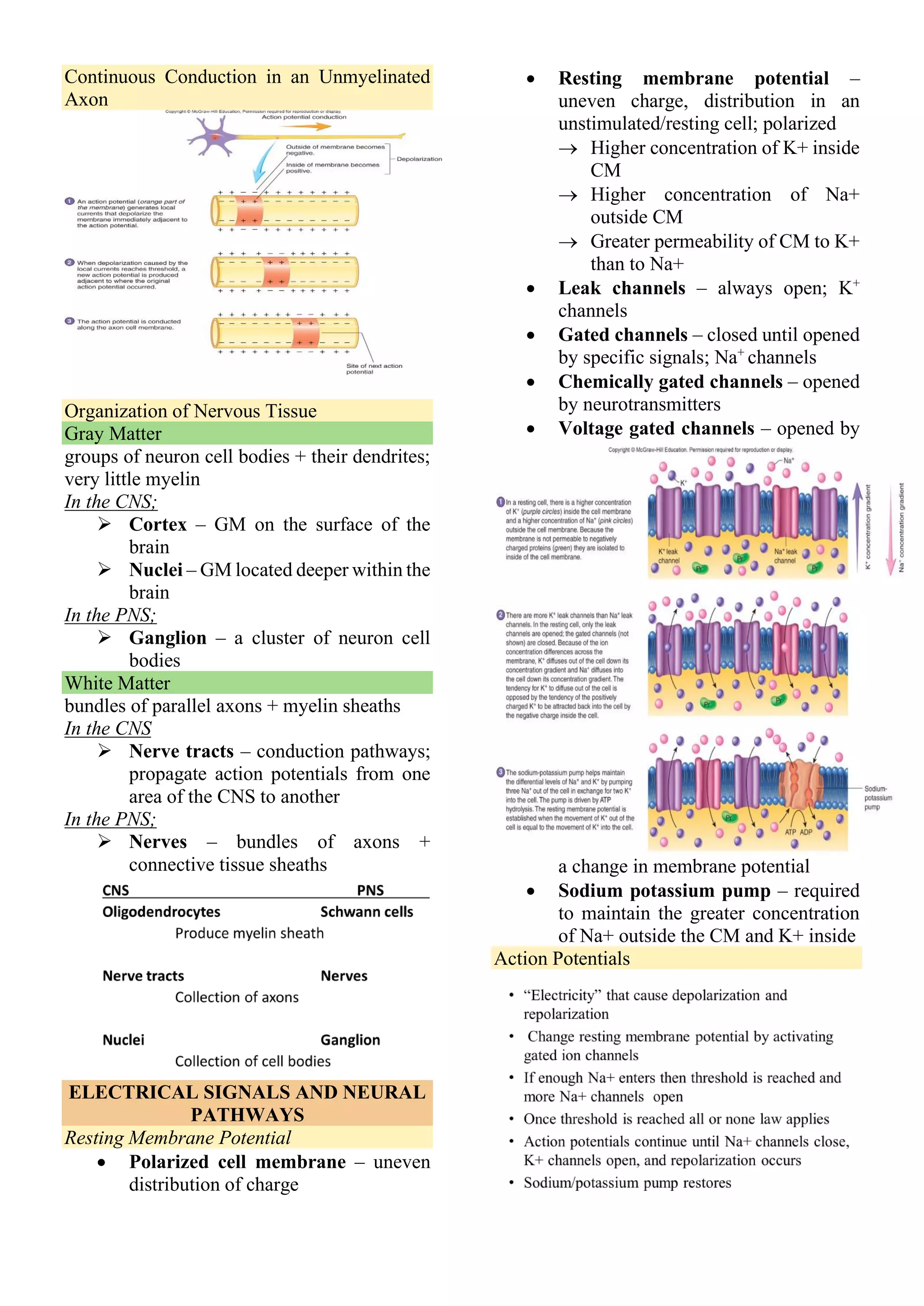 Continuous Conduction in an Unmyelinated
Axon
Organization of Nervous Tissue
Gray Matter
groups of neuron cell bodies + their dendrites;
very little myelin
In the CNS;
➢ Cortex – GM on the surface of the
brain
➢ Nuclei – GM located deeper within the
brain
In the PNS;
➢ Ganglion – a cluster of neuron cell
bodies
White Matter
bundles of parallel axons + myelin sheaths
In the CNS
➢ Nerve tracts – conduction pathways;
propagate action potentials from one
area of the CNS to another
In the PNS;
➢ Nerves – bundles of axons +
connective tissue sheaths
ELECTRICAL SIGNALS AND NEURAL
PATHWAYS
Resting Membrane Potential
• Polarized cell membrane – uneven
distribution of charge
• Resting membrane potential –
uneven charge, distribution in an
unstimulated/resting cell; polarized
→ Higher concentration of K+ inside
CM
→ Higher concentration of Na+
outside CM
→ Greater permeability of CM to K+
than to Na+
• Leak channels – always open; K+
channels
• Gated channels – closed until opened
by specific signals; Na+
channels
• Chemically gated channels – opened
by neurotransmitters
• Voltage gated channels – opened by
a change in membrane potential
• Sodium potassium pump – required
to maintain the greater concentration
of Na+ outside the CM and K+ inside
Action Potentials
 