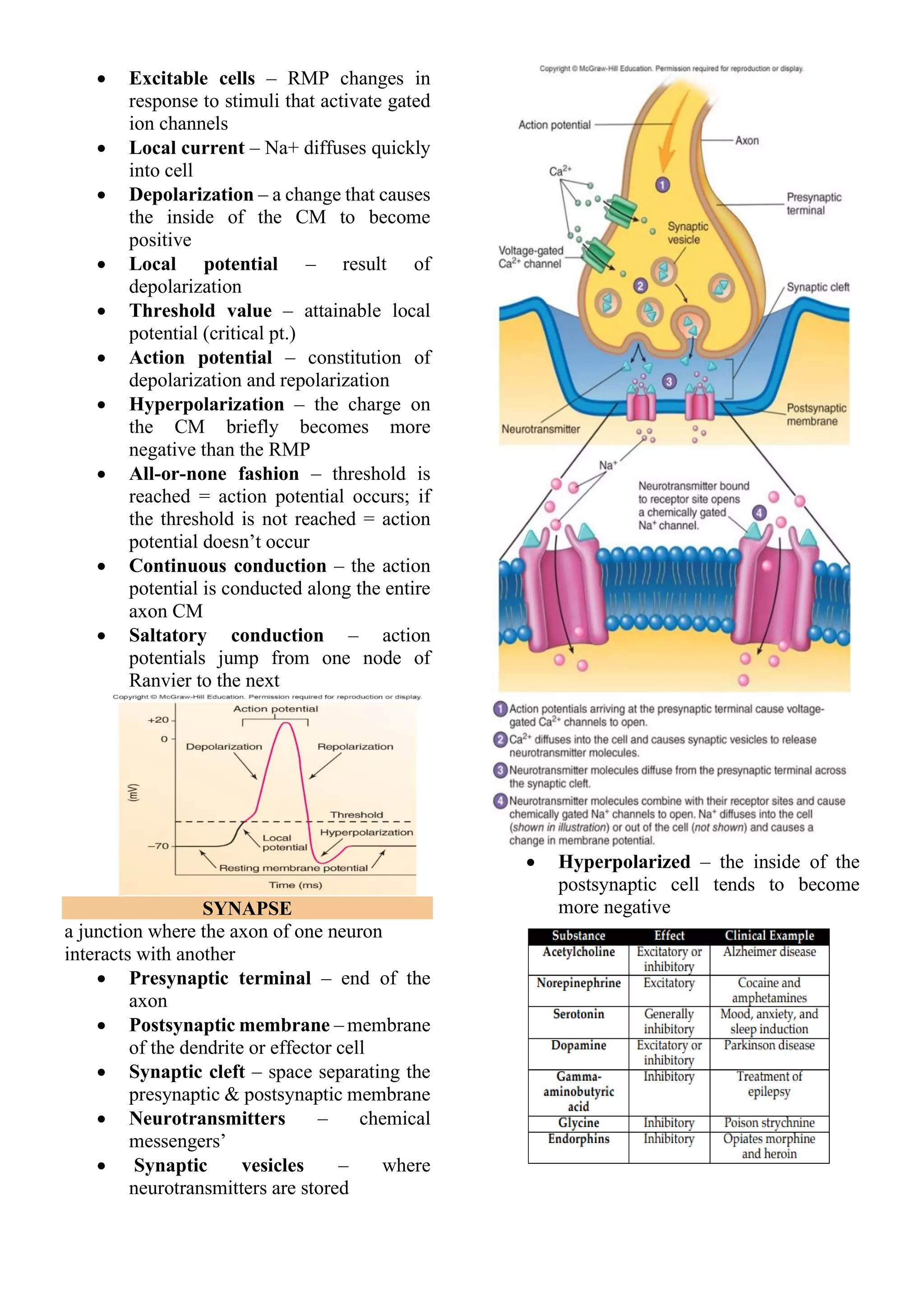 • Excitable cells – RMP changes in
response to stimuli that activate gated
ion channels
• Local current – Na+ diffuses quickly
into cell
• Depolarization – a change that causes
the inside of the CM to become
positive
• Local potential – result of
depolarization
• Threshold value – attainable local
potential (critical pt.)
• Action potential – constitution of
depolarization and repolarization
• Hyperpolarization – the charge on
the CM briefly becomes more
negative than the RMP
• All-or-none fashion – threshold is
reached = action potential occurs; if
the threshold is not reached = action
potential doesn’t occur
• Continuous conduction – the action
potential is conducted along the entire
axon CM
• Saltatory conduction – action
potentials jump from one node of
Ranvier to the next
SYNAPSE
a junction where the axon of one neuron
interacts with another
• Presynaptic terminal – end of the
axon
• Postsynaptic membrane – membrane
of the dendrite or effector cell
• Synaptic cleft – space separating the
presynaptic & postsynaptic membrane
• Neurotransmitters – chemical
messengers’
• Synaptic vesicles – where
neurotransmitters are stored
• Hyperpolarized – the inside of the
postsynaptic cell tends to become
more negative
 