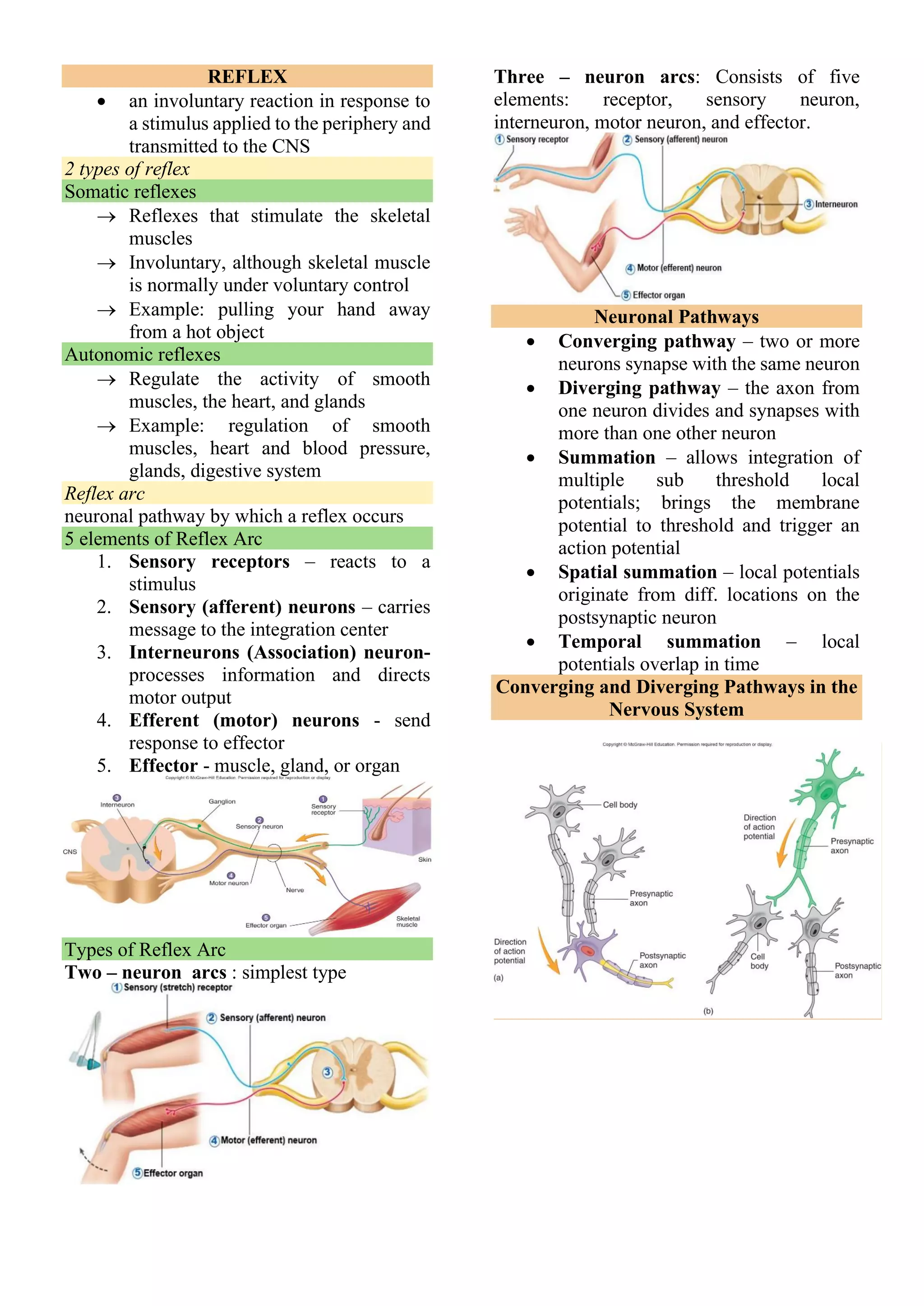 REFLEX
• an involuntary reaction in response to
a stimulus applied to the periphery and
transmitted to the CNS
2 types of reflex
Somatic reflexes
→ Reflexes that stimulate the skeletal
muscles
→ Involuntary, although skeletal muscle
is normally under voluntary control
→ Example: pulling your hand away
from a hot object
Autonomic reflexes
→ Regulate the activity of smooth
muscles, the heart, and glands
→ Example: regulation of smooth
muscles, heart and blood pressure,
glands, digestive system
Reflex arc
neuronal pathway by which a reflex occurs
5 elements of Reflex Arc
1. Sensory receptors – reacts to a
stimulus
2. Sensory (afferent) neurons – carries
message to the integration center
3. Interneurons (Association) neuron-
processes information and directs
motor output
4. Efferent (motor) neurons - send
response to effector
5. Effector - muscle, gland, or organ
Types of Reflex Arc
Two – neuron arcs : simplest type
Three – neuron arcs: Consists of five
elements: receptor, sensory neuron,
interneuron, motor neuron, and effector.
Neuronal Pathways
• Converging pathway – two or more
neurons synapse with the same neuron
• Diverging pathway – the axon from
one neuron divides and synapses with
more than one other neuron
• Summation – allows integration of
multiple sub threshold local
potentials; brings the membrane
potential to threshold and trigger an
action potential
• Spatial summation – local potentials
originate from diff. locations on the
postsynaptic neuron
• Temporal summation – local
potentials overlap in time
Converging and Diverging Pathways in the
Nervous System
 