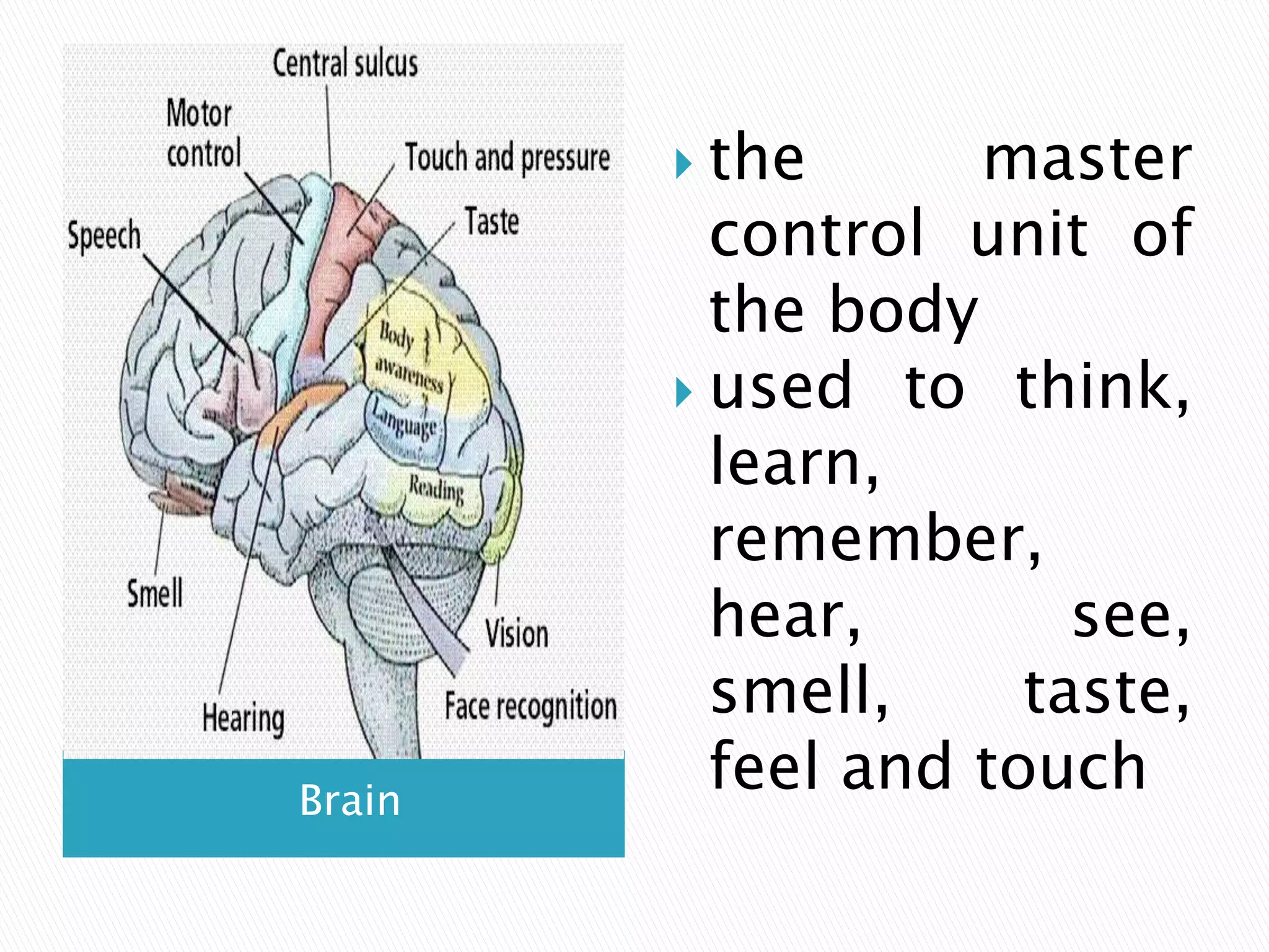 Nervous System Lecture Simplified Pptx