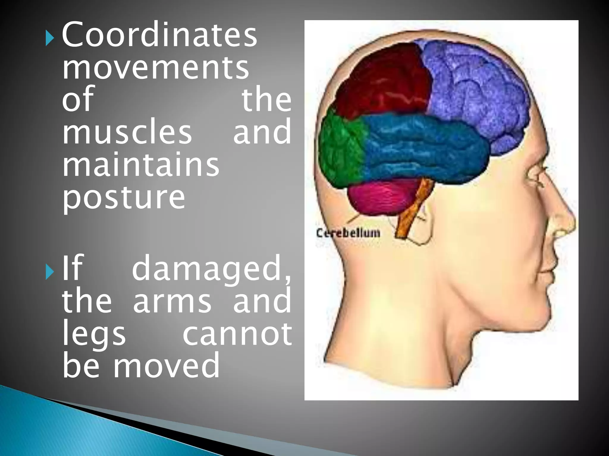 Nervous system lecture simplified | PPTX