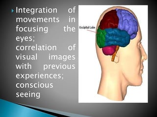 Nervous system lecture simplified | PPTX
