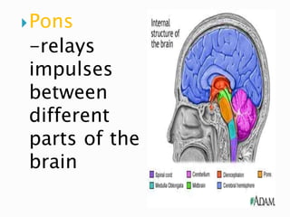 Nervous system lecture simplified | PPTX