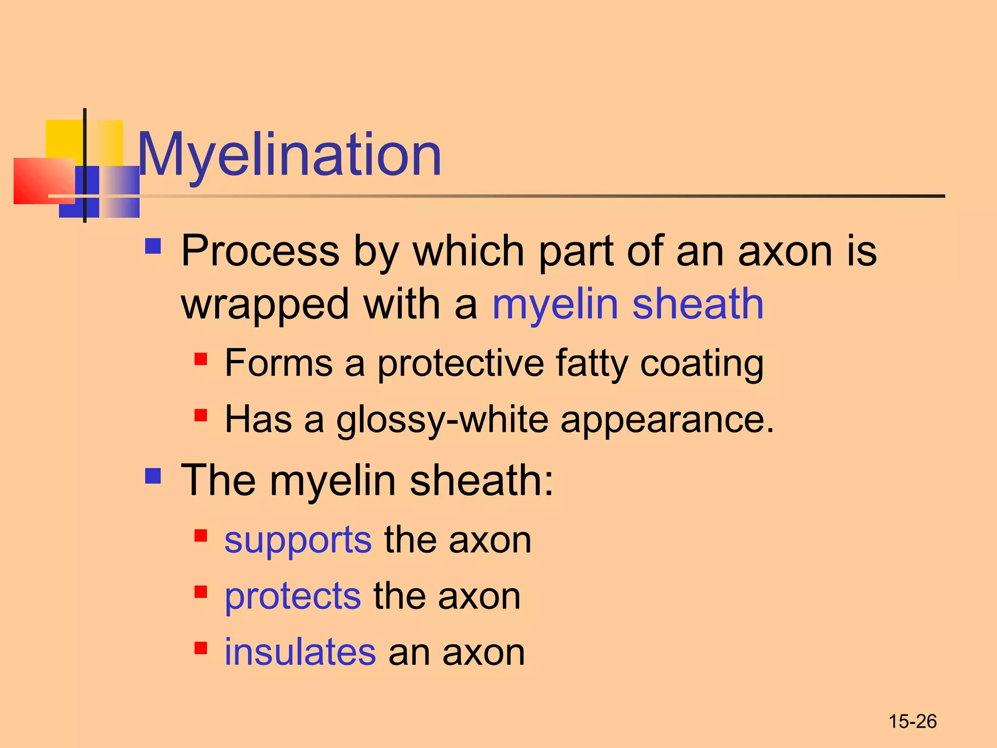 15-26
Myelination
 Process by which part of an axon is
wrapped with a myelin sheath
 Forms a protective fatty coating
 Has a glossy-white appearance.
 The myelin sheath:
 supports the axon
 protects the axon
 insulates an axon
 