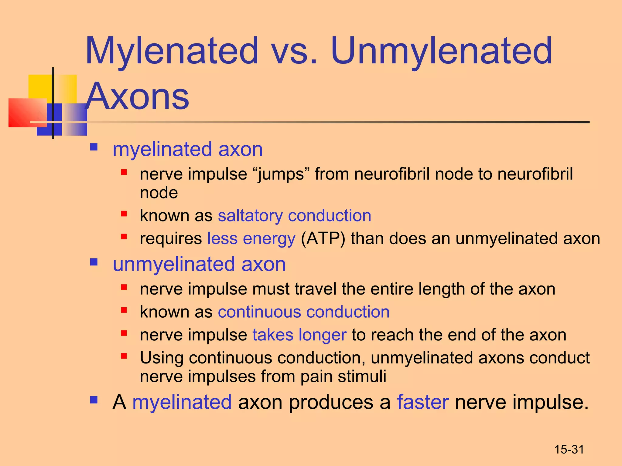 15-31
Mylenated vs. Unmylenated
Axons
 myelinated axon
 nerve impulse “jumps” from neurofibril node to neurofibril
node
 known as saltatory conduction
 requires less energy (ATP) than does an unmyelinated axon
 unmyelinated axon
 nerve impulse must travel the entire length of the axon
 known as continuous conduction
 nerve impulse takes longer to reach the end of the axon
 Using continuous conduction, unmyelinated axons conduct
nerve impulses from pain stimuli
 A myelinated axon produces a faster nerve impulse.
 