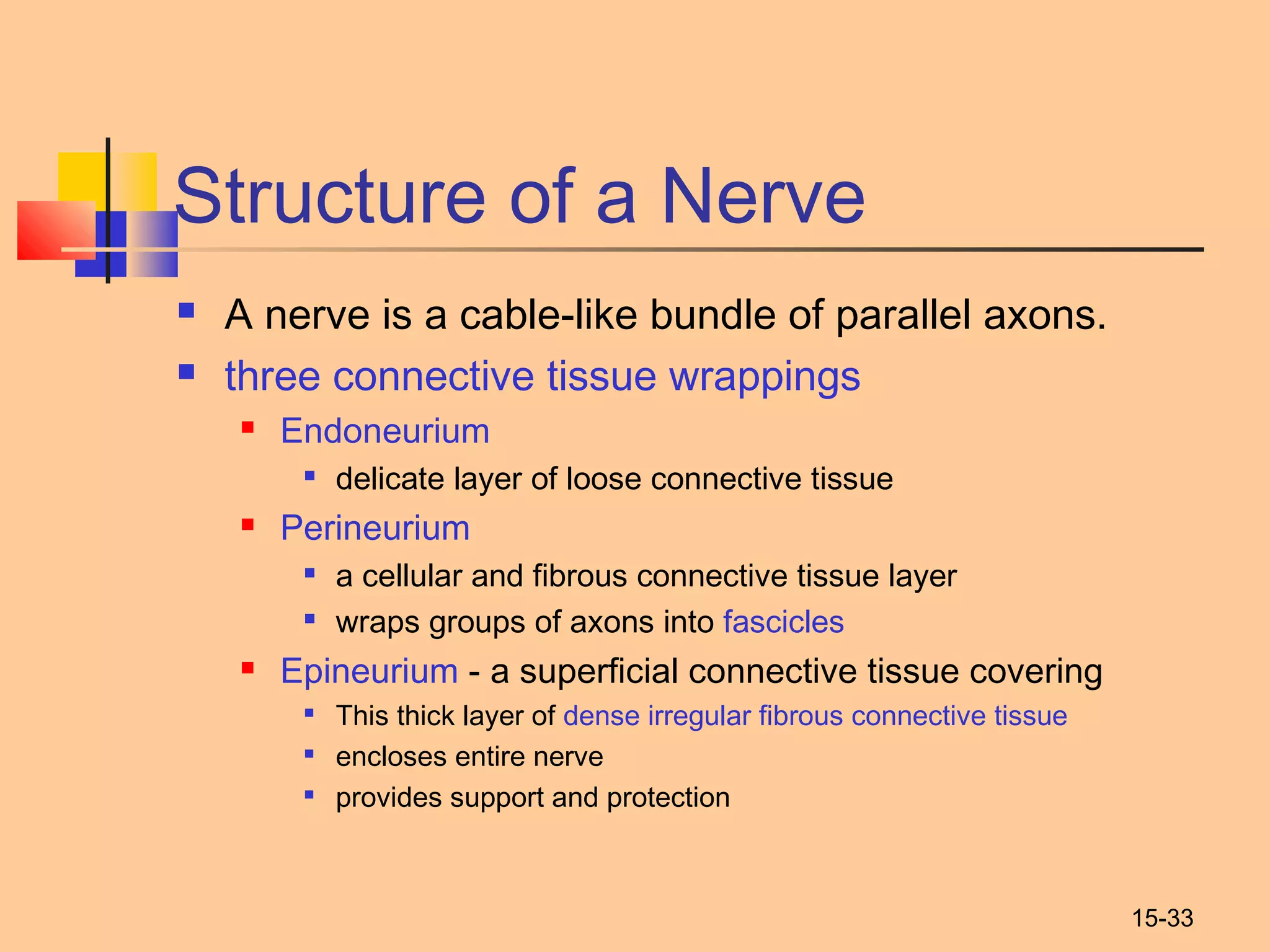 15-33
Structure of a Nerve
 A nerve is a cable-like bundle of parallel axons.
 three connective tissue wrappings
 Endoneurium

delicate layer of loose connective tissue
 Perineurium

a cellular and fibrous connective tissue layer

wraps groups of axons into fascicles
 Epineurium - a superficial connective tissue covering

This thick layer of dense irregular fibrous connective tissue

encloses entire nerve

provides support and protection
 