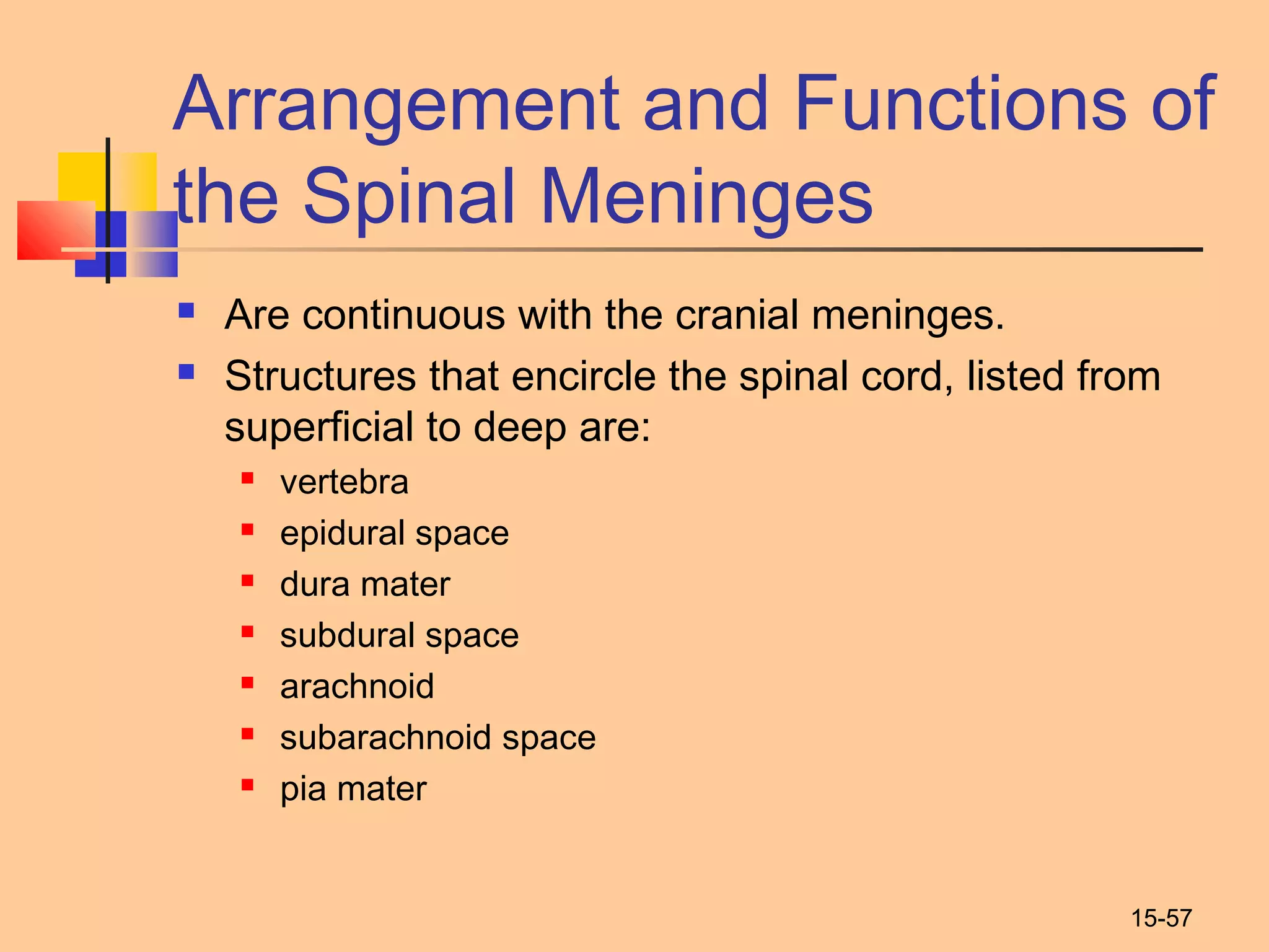 15-57
Arrangement and Functions of
the Spinal Meninges
 Are continuous with the cranial meninges.
 Structures that encircle the spinal cord, listed from
superficial to deep are:
 vertebra
 epidural space
 dura mater
 subdural space
 arachnoid
 subarachnoid space
 pia mater
 