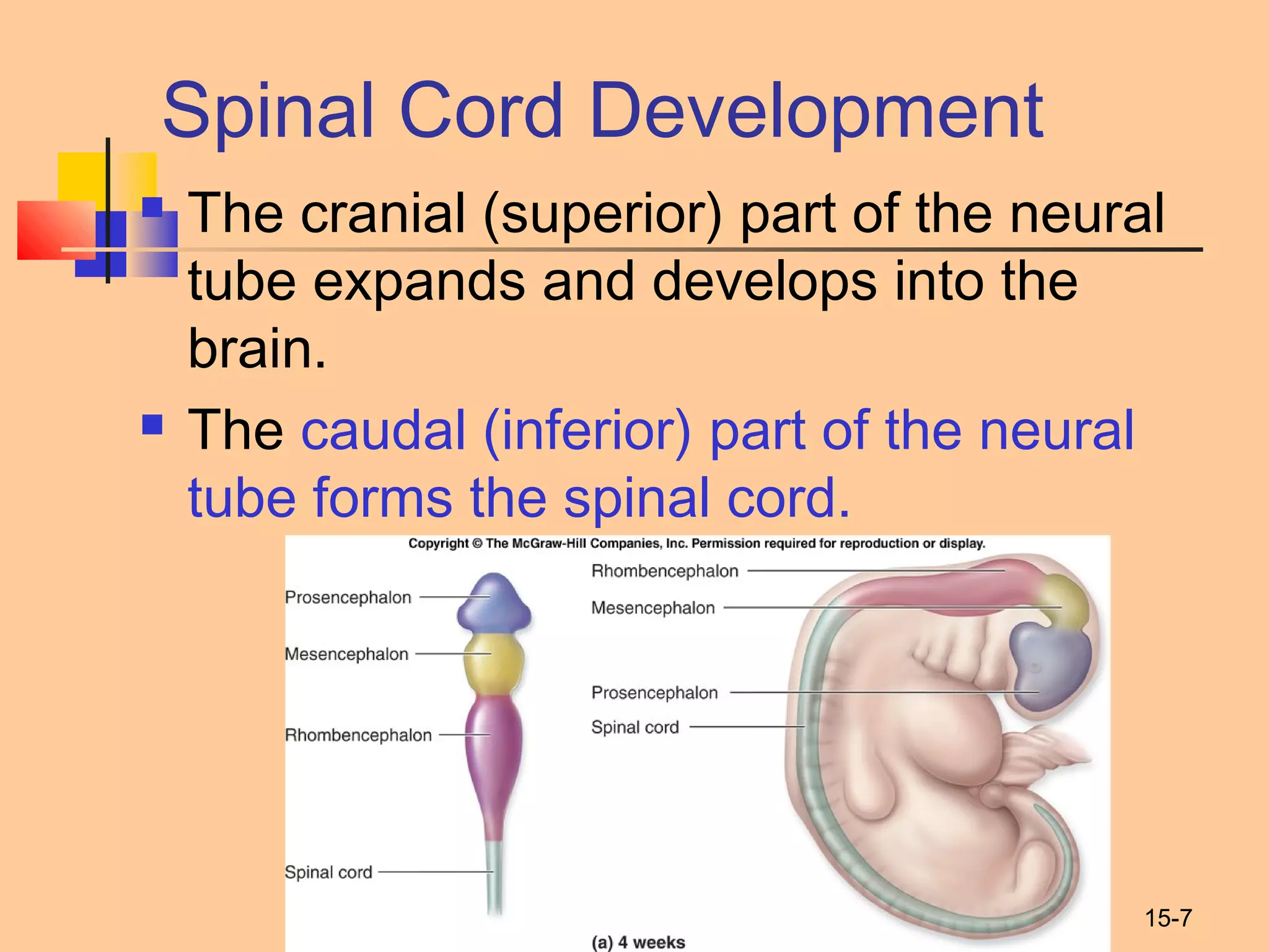 15-7
Spinal Cord Development
 The cranial (superior) part of the neural
tube expands and develops into the
brain.
 The caudal (inferior) part of the neural
tube forms the spinal cord.
 