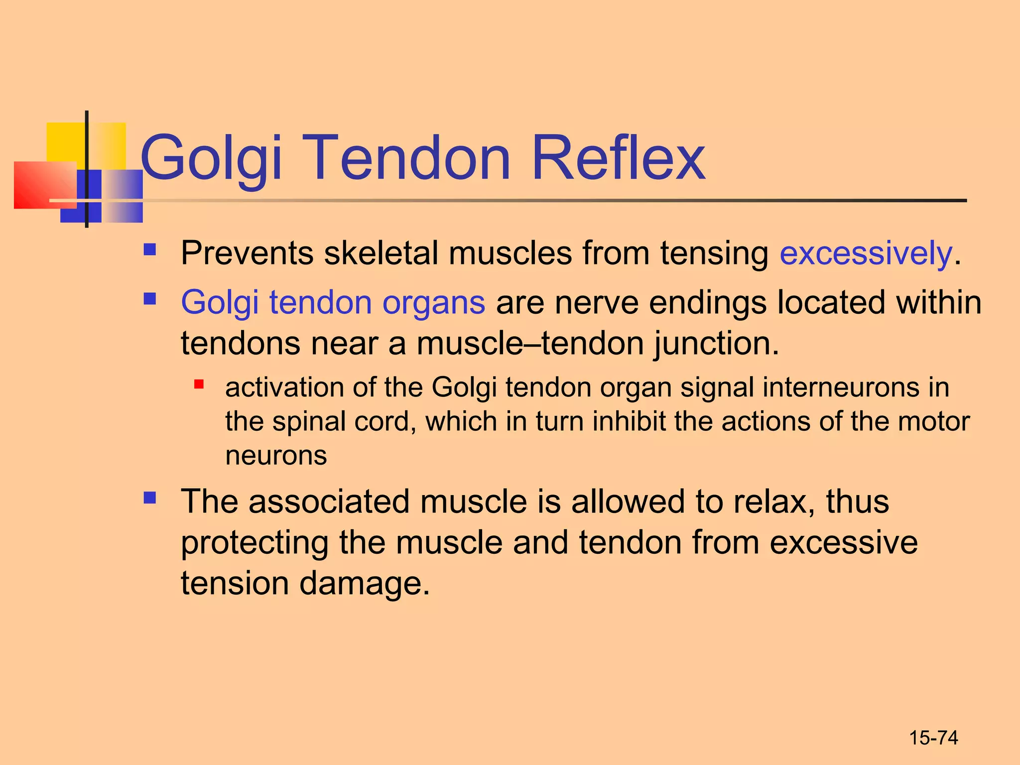 15-74
Golgi Tendon Reflex
 Prevents skeletal muscles from tensing excessively.
 Golgi tendon organs are nerve endings located within
tendons near a muscle–tendon junction.
 activation of the Golgi tendon organ signal interneurons in
the spinal cord, which in turn inhibit the actions of the motor
neurons
 The associated muscle is allowed to relax, thus
protecting the muscle and tendon from excessive
tension damage.
 