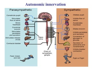 Comprehensive Overview of the Nervous System and Its Functions | PPT