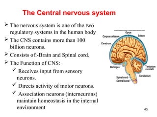 Comprehensive Overview of the Nervous System and Its Functions | PPT