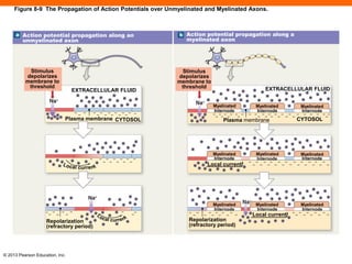 nervous_system 1.pdf science Nervous body | PDF