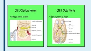 nervous system classification of neurons, classification of nervous ...