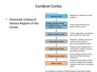 general organization of nervous system - | PPTX