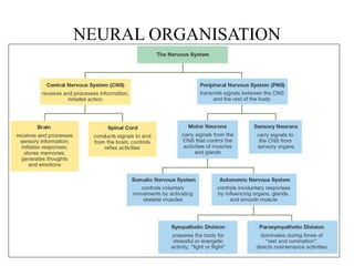 general organization of nervous system - | PPTX