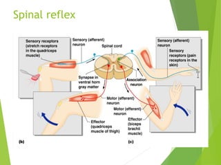 Back Reflex Nervous system ( CENTRAL NERVOUS SYSTEM ) | PPTX