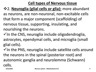 Comprehensive Overview of the Human Nervous System Anatomy and Function ...