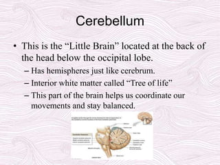 Cerebellum
• This is the “Little Brain” located at the back of
the head below the occipital lobe.
– Has hemispheres just like cerebrum.
– Interior white matter called “Tree of life”
– This part of the brain helps us coordinate our
movements and stay balanced.
 