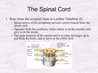 The Spinal Cord
• Runs from the occipital bone to Lumbar Vertebrae #2.
– Spinal nerves of the peripheral nervous system branch from the
spinal cord.
– Opposite from the cerebrum, white matter is on the outside, and
grey is on the inside.
– The main function of the spinal cord is to relay messages up to
and from the brain, and to serve as the reflex arch.
 