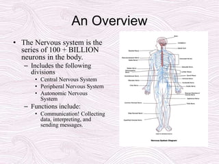 An Overview
• The Nervous system is the
series of 100 + BILLION
neurons in the body.
– Includes the following
divisions
• Central Nervous System
• Peripheral Nervous System
• Autonomic Nervous
System
– Functions include:
• Communication! Collecting
data, interpreting, and
sending messages.
 