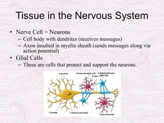 Tissue in the Nervous System
• Nerve Cell = Neurons
– Cell body with dendrites (receives messages)
– Axon insulted in myelin sheath (sends messages along via
action potential)
• Glial Cells
– These are cells that protect and support the neurons.
 