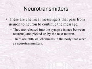 Neurotransmitters
• These are chemical messengers that pass from
neuron to neuron to continue the message.
– They are released into the synapse (space between
neurons) and picked up by the next neuron.
– There are 200-300 chemicals in the body that serve
as neurotransmitters.
 