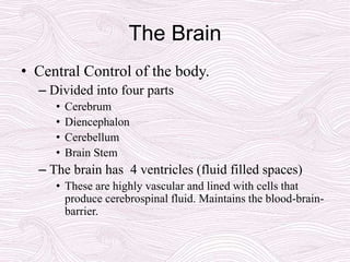 The Brain
• Central Control of the body.
– Divided into four parts
• Cerebrum
• Diencephalon
• Cerebellum
• Brain Stem
– The brain has 4 ventricles (fluid filled spaces)
• These are highly vascular and lined with cells that
produce cerebrospinal fluid. Maintains the blood-brain-
barrier.
 