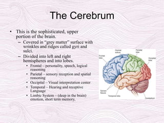 The Cerebrum
• This is the sophisticated, upper
portion of the brain.
– Covered in “grey matter” surface with
wrinkles and ridges called gyri and
sulci.
– Divided into left and right
hemispheres and into lobes.
• Frontal – personality, speech, logical
reasoning
• Parietal – sensory reception and spatial
reasoning
• Occipital – Visual interpretation center
• Temporal – Hearing and receptive
Language
• Limbic System – (deep in the brain)
emotion, short term memory,
 