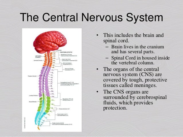 Nervous System Introduction and Central Nervous System