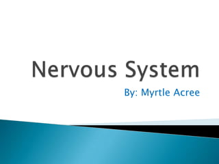 Nervous System By: Myrtle Acree 
