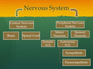 Nervous System

 Central Nervous                 Peripheral Nervous
     System                            System
        ...