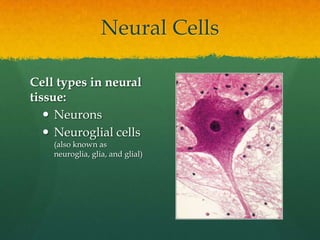 Neural Cells

Cell types in neural
tissue:
    Neurons
    Neuroglial cells
    (also known as
    neuroglia, glia, and ...