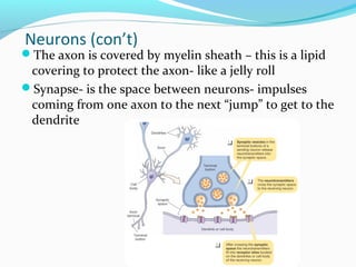 Nervous system2 | PPT