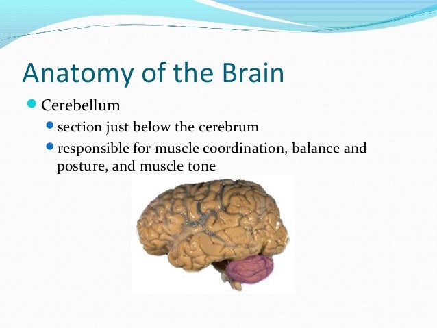 Nervous system2