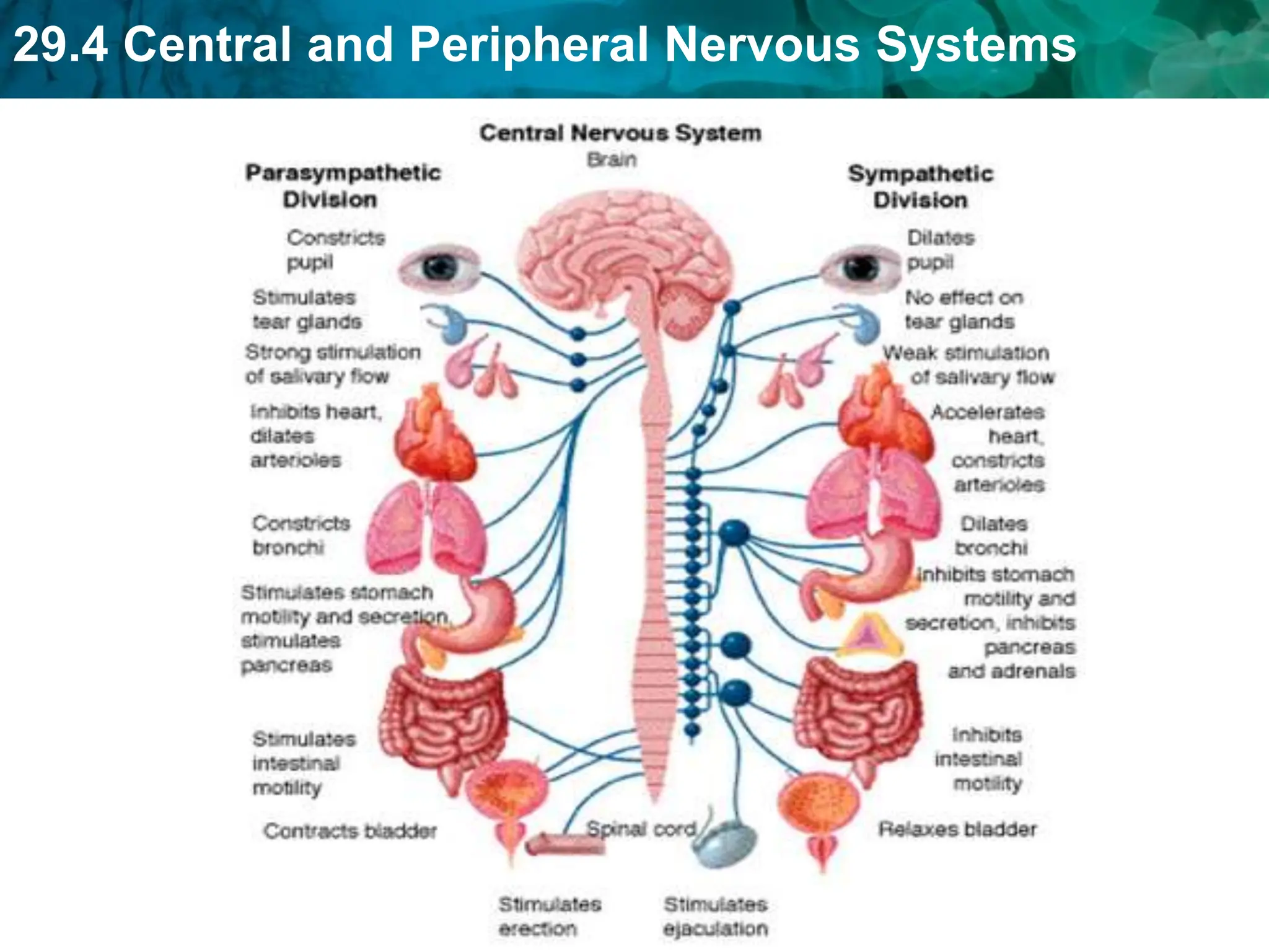 29.4 Central and Peripheral Nervous Systems
 