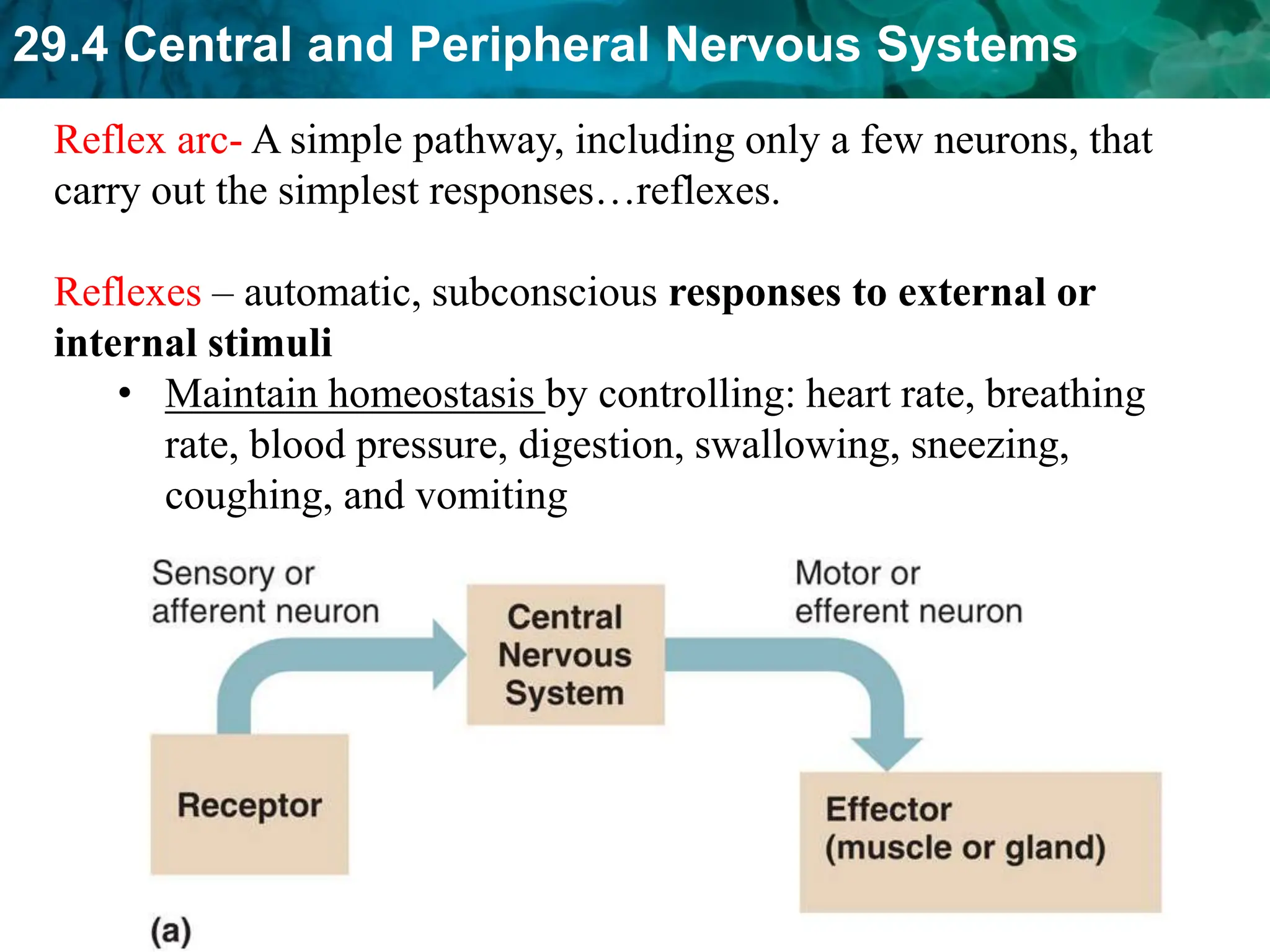 29.4 Central and Peripheral Nervous Systems
12
Reflex arc- A simple pathway, including only a few neurons, that
carry out the simplest responses…reflexes.
Reflexes – automatic, subconscious responses to external or
internal stimuli
• Maintain homeostasis by controlling: heart rate, breathing
rate, blood pressure, digestion, swallowing, sneezing,
coughing, and vomiting
 