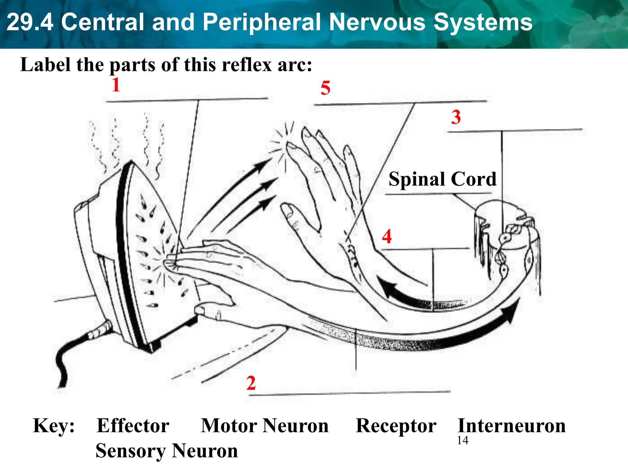 29.4 Central and Peripheral Nervous Systems
14
1
2
3
Spinal Cord
4
5
Label the parts of this reflex arc:
Key: Effector Motor Neuron Receptor Interneuron
Sensory Neuron
 