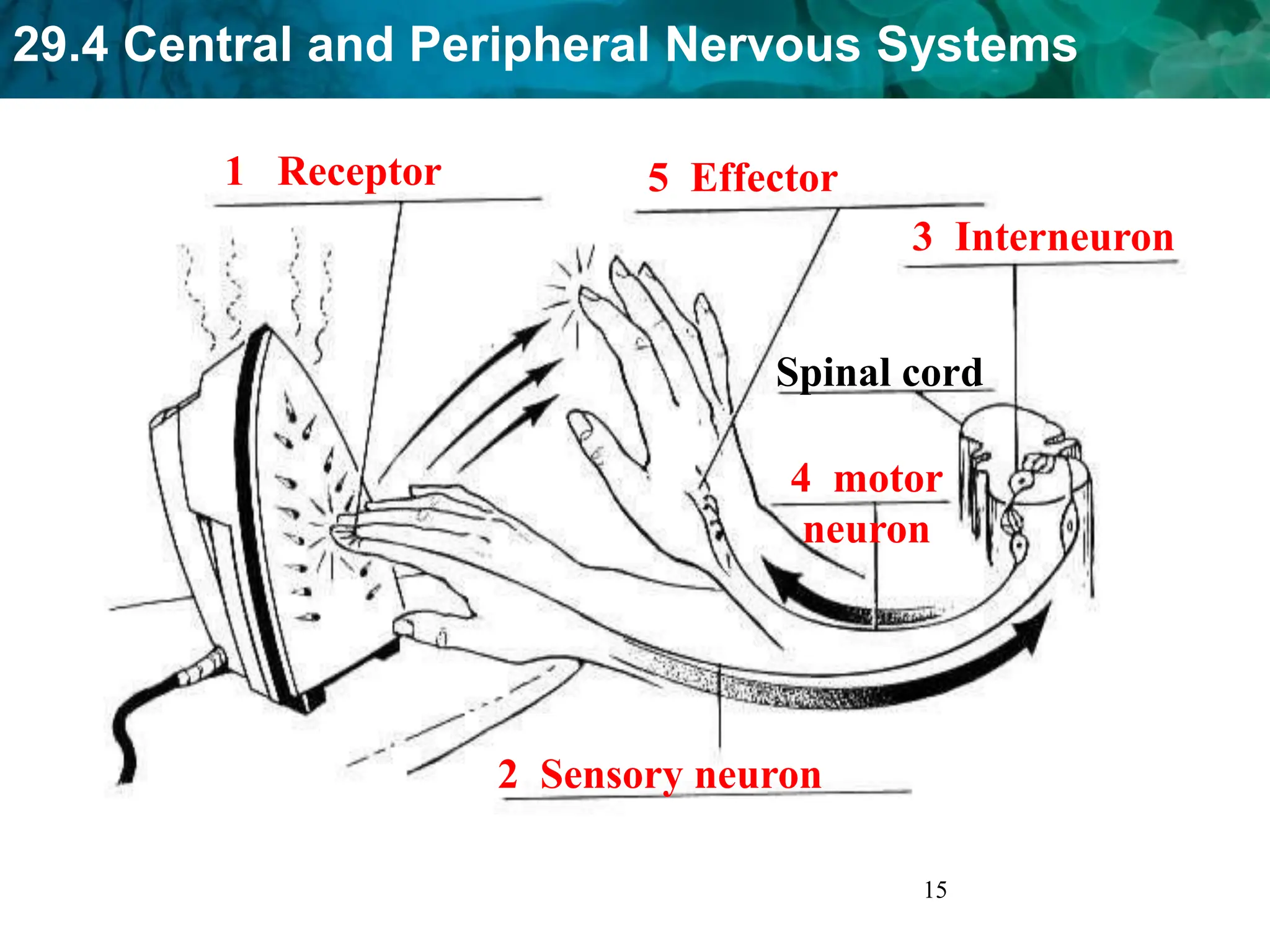 29.4 Central and Peripheral Nervous Systems
15
1 Receptor
2 Sensory neuron
3 Interneuron
4 motor
neuron
5 Effector
Spinal cord
 