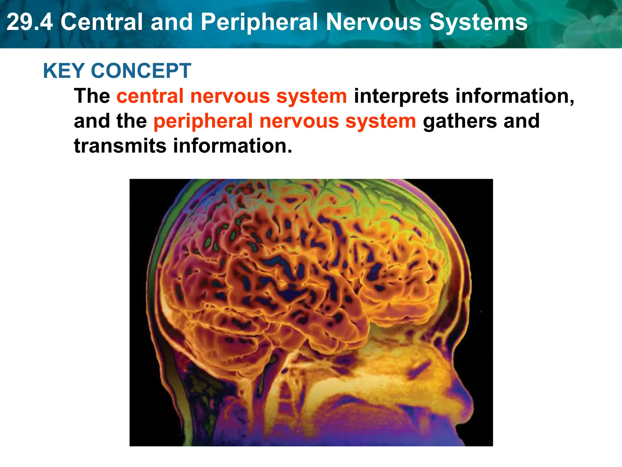 29.4 Central and Peripheral Nervous Systems
KEY CONCEPT
The central nervous system interprets information,
and the peripheral nervous system gathers and
transmits information.
 