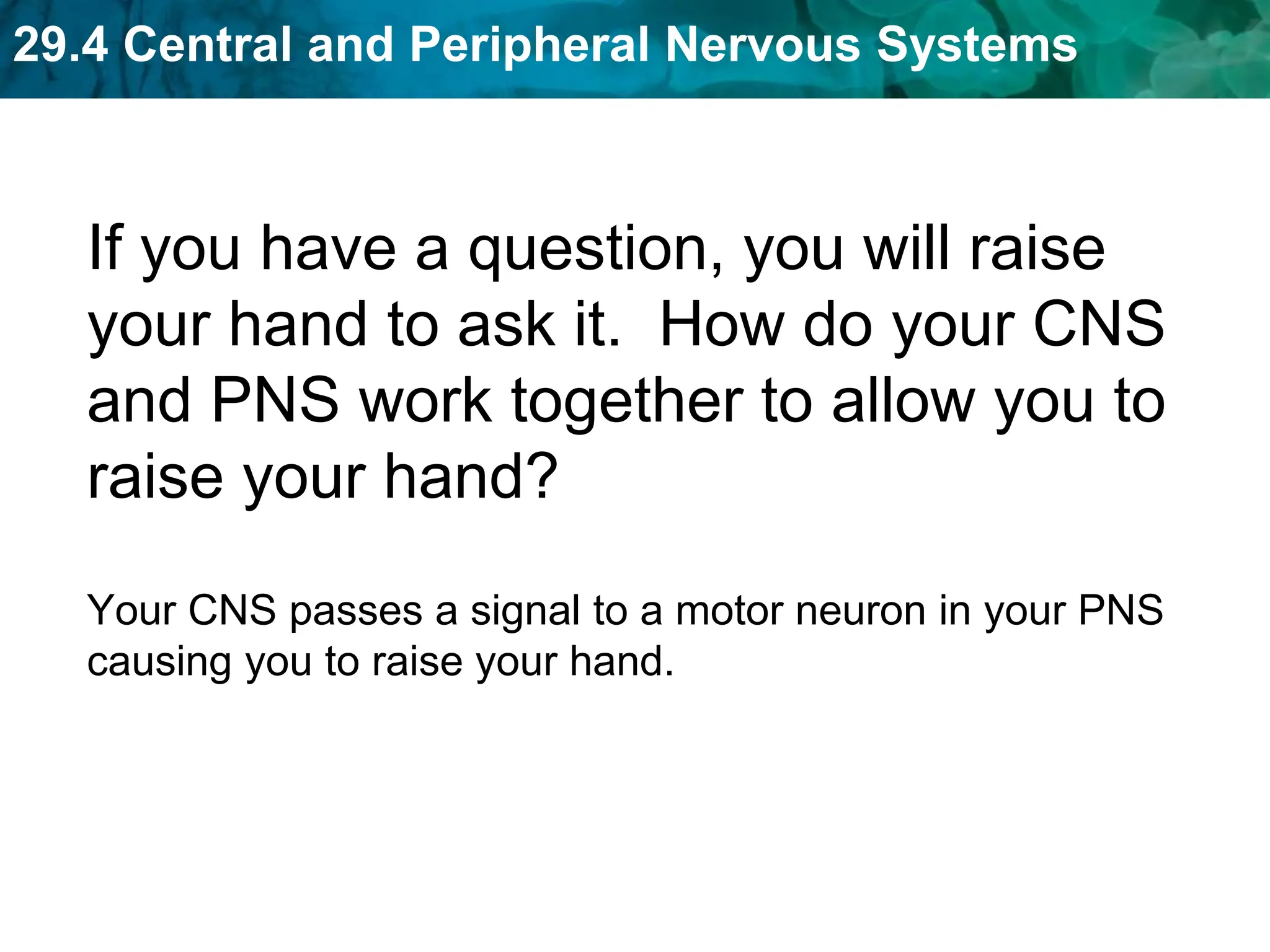 29.4 Central and Peripheral Nervous Systems
If you have a question, you will raise
your hand to ask it. How do your CNS
and PNS work together to allow you to
raise your hand?
Your CNS passes a signal to a motor neuron in your PNS
causing you to raise your hand.
 