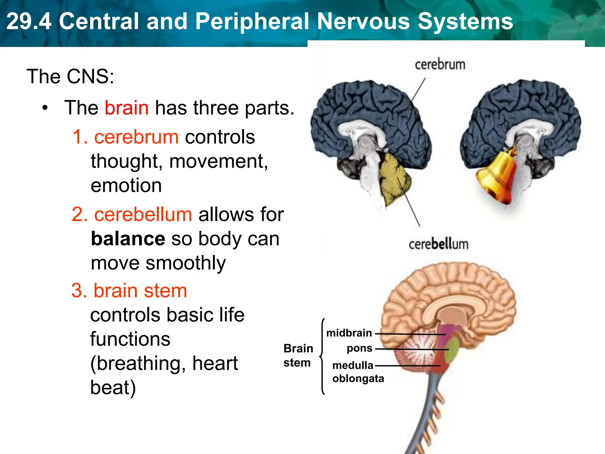 29.4 Central and Peripheral Nervous Systems
• The brain has three parts.
1. cerebrum controls
thought, movement,
emotion
2. cerebellum allows for
balance so body can
move smoothly
midbrain
pons
medulla
oblongata
3. brain stem
controls basic life
functions
(breathing, heart
beat)
Brain
stem
The CNS:
 