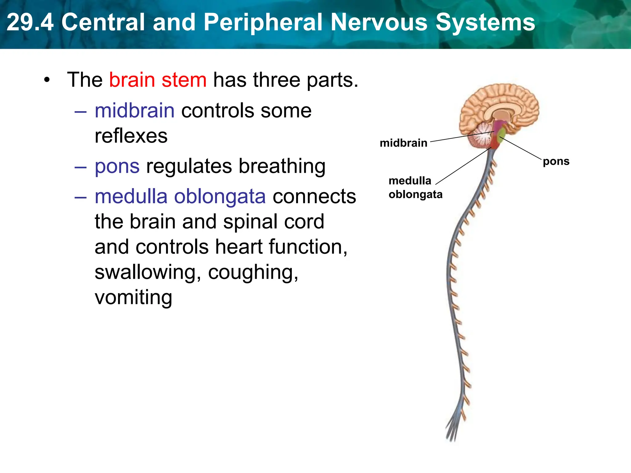29.4 Central and Peripheral Nervous Systems
• The brain stem has three parts.
– midbrain controls some
reflexes
– pons regulates breathing
– medulla oblongata connects
the brain and spinal cord
and controls heart function,
swallowing, coughing,
vomiting
midbrain
medulla
oblongata
pons
 