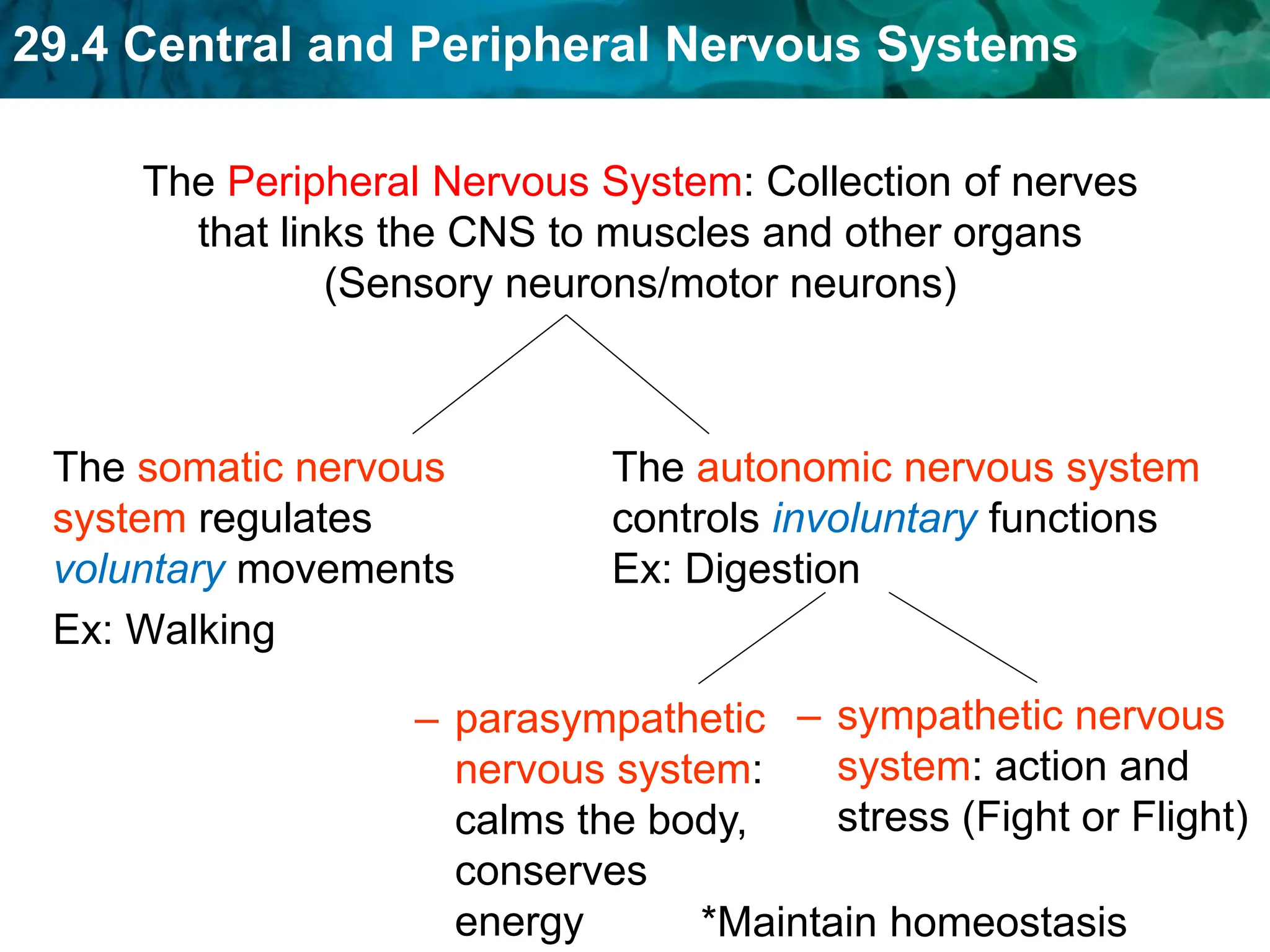 29.4 Central and Peripheral Nervous Systems
The somatic nervous
system regulates
voluntary movements
Ex: Walking
– sympathetic nervous
system: action and
stress (Fight or Flight)
– parasympathetic
nervous system:
calms the body,
conserves
energy
The autonomic nervous system
controls involuntary functions
Ex: Digestion
The Peripheral Nervous System: Collection of nerves
that links the CNS to muscles and other organs
(Sensory neurons/motor neurons)
*Maintain homeostasis
 