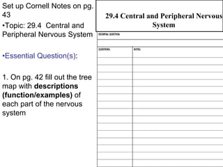 NERVOUS SYSTEM - The central nervous system and the peripheral nervous ...