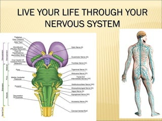 LIVE YOUR LIFE THROUGH YOURLIVE YOUR LIFE THROUGH YOUR
NERVOUS SYSTEMNERVOUS SYSTEM
 